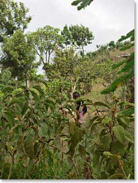 The jungle on our way to the waterfall