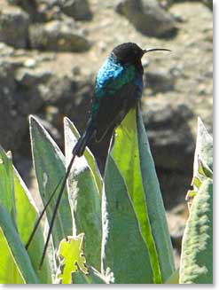Sunbird in Barranco Valley
