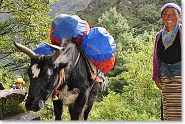 A regular on BAI treks, Nim Phuti, our favorite “Yak Girl” is a woman whose grace brightens everyone’s day