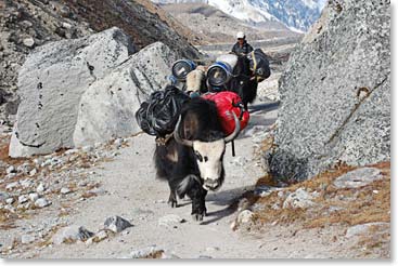 Yaks along the trail reminded us that supplying an expedition base camp is not an easy task