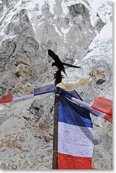 A 'Gorak', or large Himalayan Raven, landed on top of our prayer flags soon after they were raised