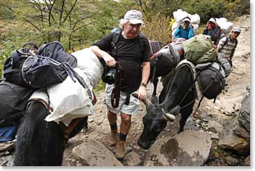 George F. hiking alongside the yaks on the trail