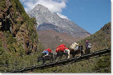 Yaks crossing a suspension bridge with our loads