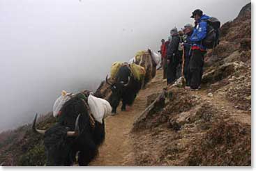 One of the many yak-trains seen along the trail