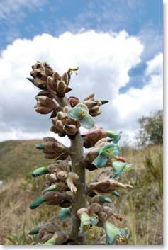 Due to the volcanic soil, the vegetation is unique.