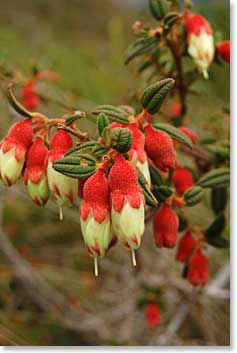 Of course here near the equator, there are always lot of beautiful color in the plant life.