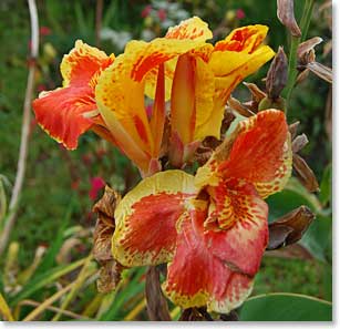 The flowers in Ecuador are beautiful!