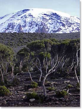 The 'Snows of Kilimanjaro'