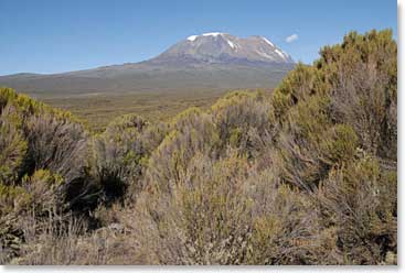 View of Kilimanjaro from the Shira Plateau