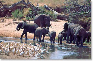 An elephant family.  The babies are so sweet!