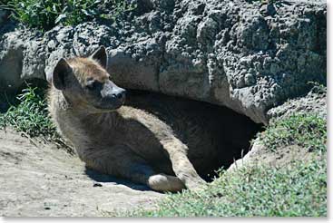 Hyena