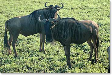 Wildebeests