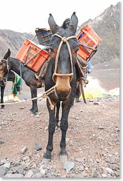 One of the mules, packed up and ready to go