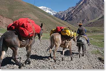 The mules carrying the heavy stuff