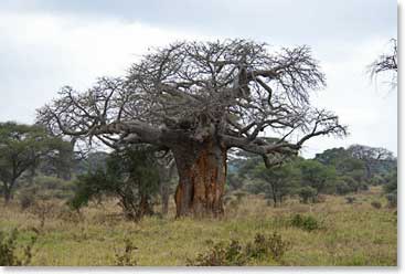 Baobab tree: a distinctive part of the African landscape.