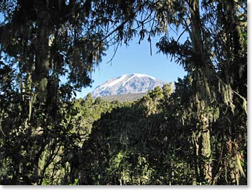 Looking back at Kili from Mweka Camp