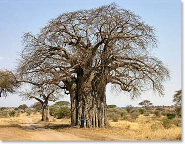 A gigantic Baobab tree.  Dave looks tiny, standing below!