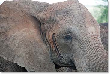 Close up and personal with a big old elephant.