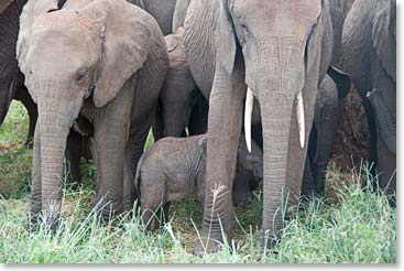 A family of elephants gather at the watering hole.