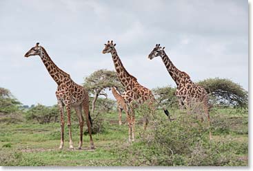 Giraffes tower above us in our safari vehicle.