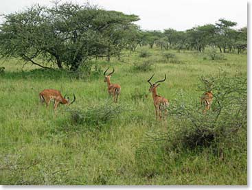 Impalas, always alert in the long grass.