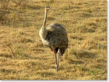 An ostrich struts toward us.