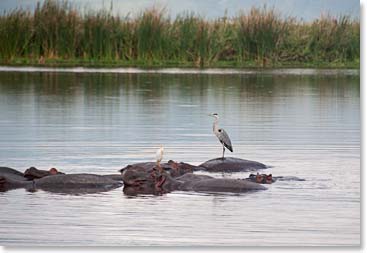 Hippos are a comfy resting place for the local birds!