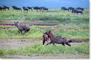 Some hyenas with a fresh wildebeest kill.