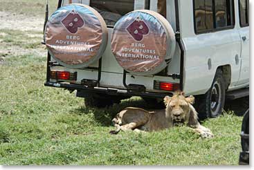 This lion was REALLY comfortable with us.