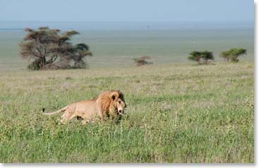 A lone lion trots casually by us.