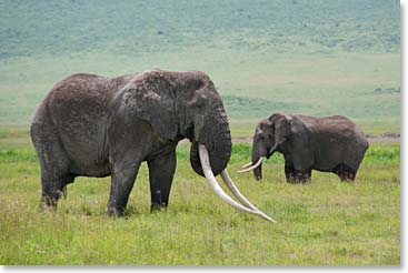 This elephant is estimated to be about 60 years old.