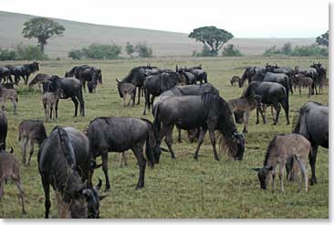 A herd of wildebeest living inside the crater.