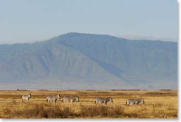 Zebras with the crater rim in the background