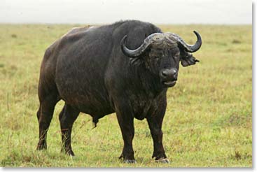 Don't mess with Texas! This water buffalo is not in a friendly mood.