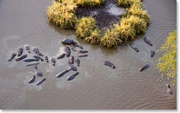 Looking down on some hippos from up in the balloon.