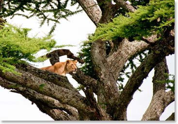 A lioness gets a good overhead view of her prey.