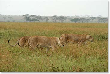 Lionesses on the hunt