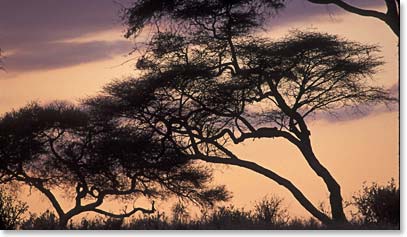 A leapord  sleeps in a tree, silhouetted against an early morning African sky.