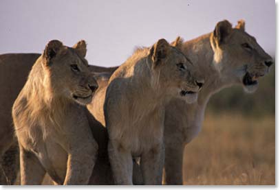 A pride of lions; our last look at the Serengeti and its abundant wildlife.