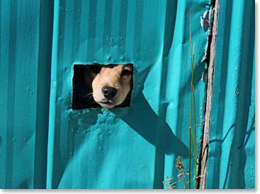 We saw a dog who had found a protected spot to survey the world but stay out of the wind.