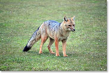 We saw this Patagonian fox wondering the grounds around our room.