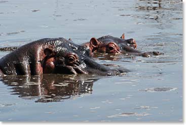 Hippos taking a peek out from under the water.