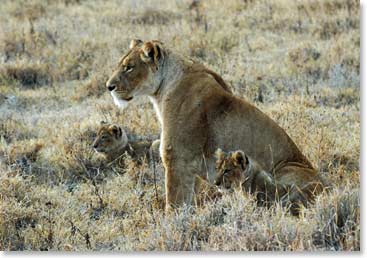 A lioness with her cubs, scanning the horizon.