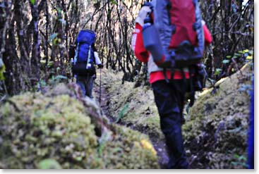 Porters and guides lead the way through dense forest.