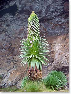 Giant Lobelia, one of many unique plants on the mountain.