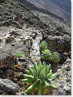 Giant Senecios; some of the wild vegetation that grows here on Kilimanjaro.