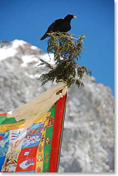 Chumo perched on our prayer pole, a very auspicious sign.