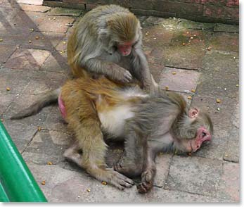 A monkey massage parlour in Patan.