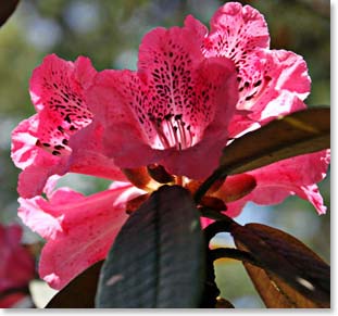 Close up of a Rhododendron blossom