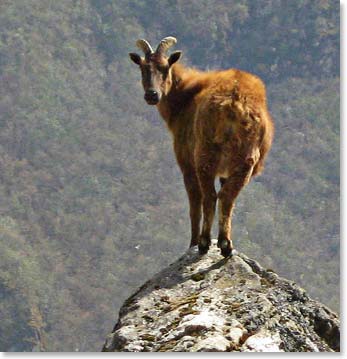 We also saw a mountain goat right on the trail - still no snow leopards or yeti but we're still looking.